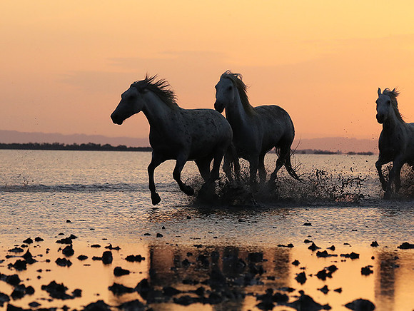 Sunrise - Camargue