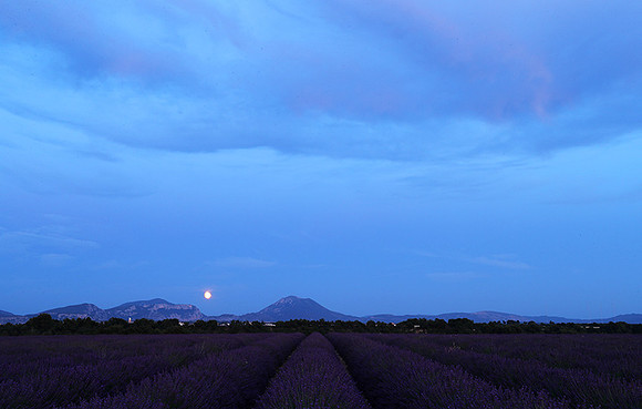 Sunset over lavender fields - Provence