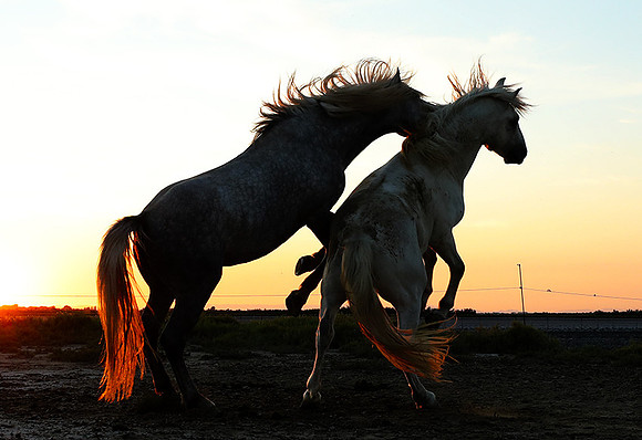 Sunset - Camargue