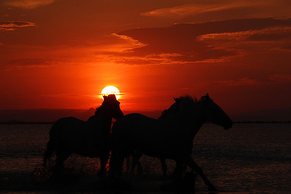 Sunrise - Camargue