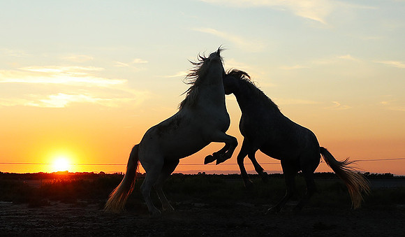 Sunset - Camargue