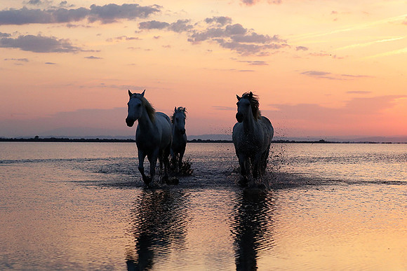 Sunrise - Camargue