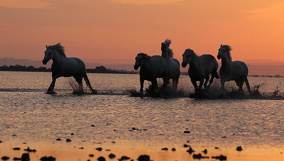 Sunrise - Camargue
