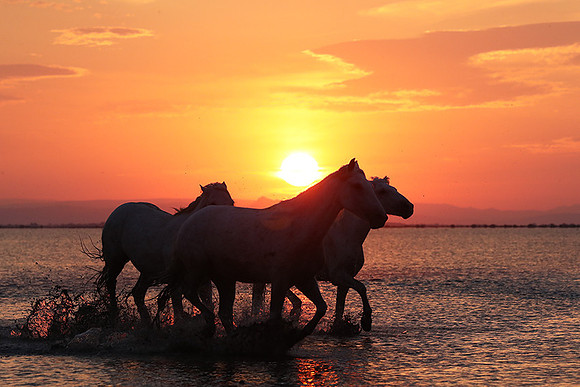 Sunrise - Camargue