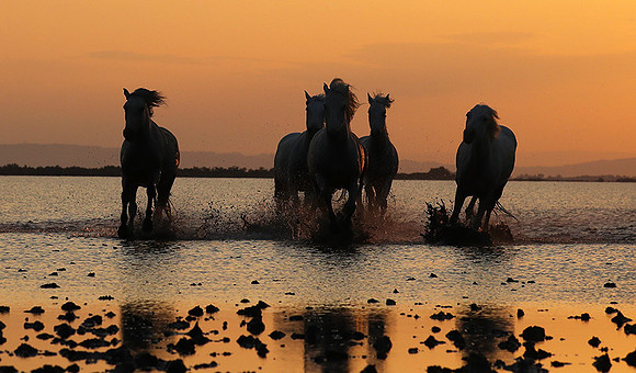 Sunrise - Camargue