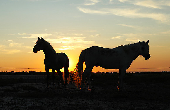 Sunset - Camargue