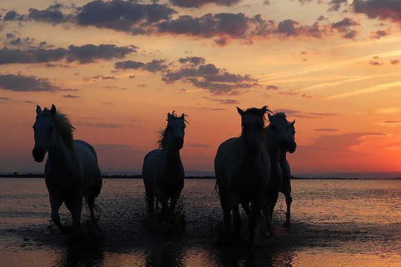 Sunrise - Camargue
