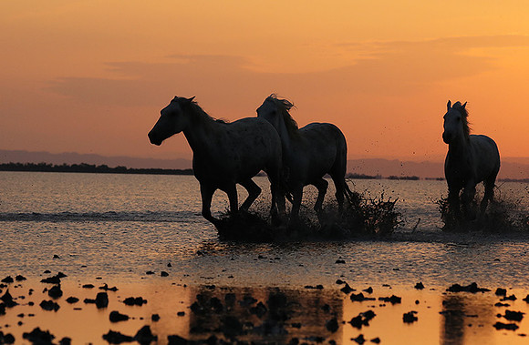 Sunrise - Camargue