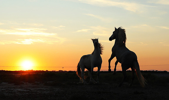 Sunset - Camargue