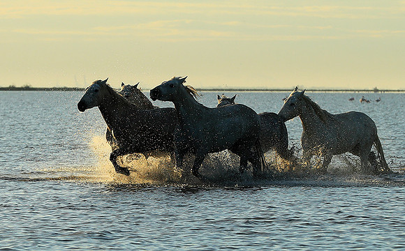 Sunrise - Camargue