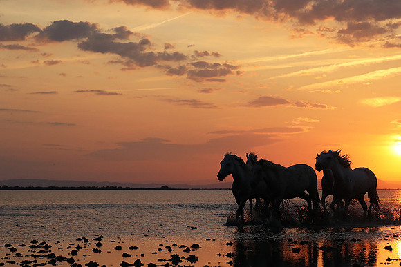 Sunrise - Camargue