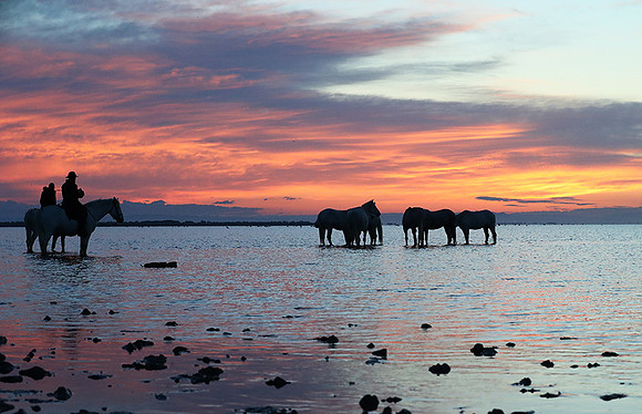 Camargue