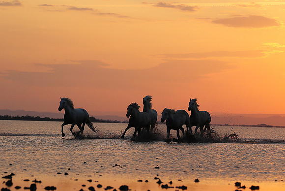 Sunrise - Camargue