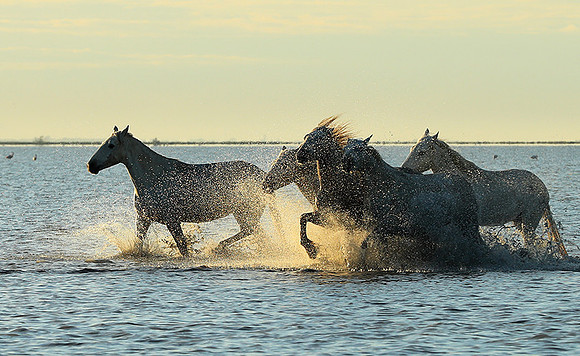 Sunrise - Camargue
