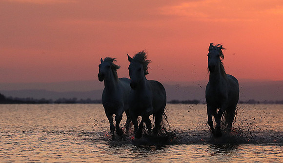 Sunrise - Camargue