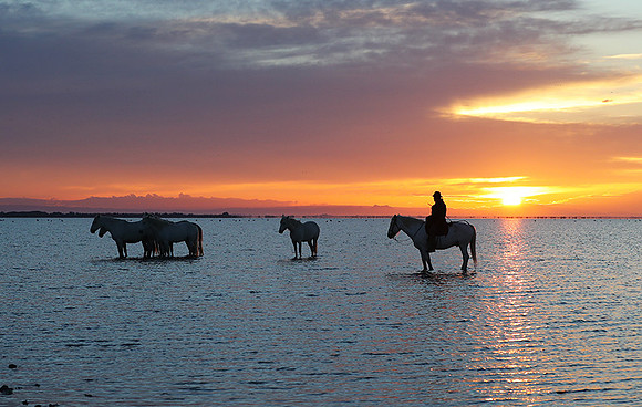 Camargue