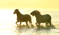 Sunrise - Camargue