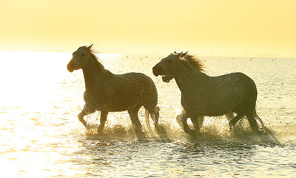 Sunrise - Camargue