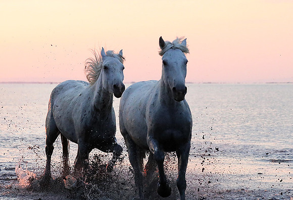 Sunrise - Camargue
