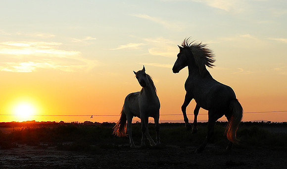 Sunset - Camargue