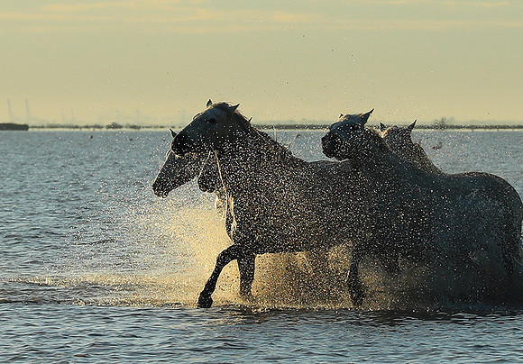 Sunrise - Camargue