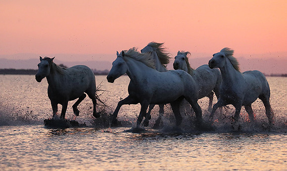 Sunrise - Camargue