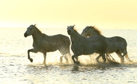 Sunrise - Camargue