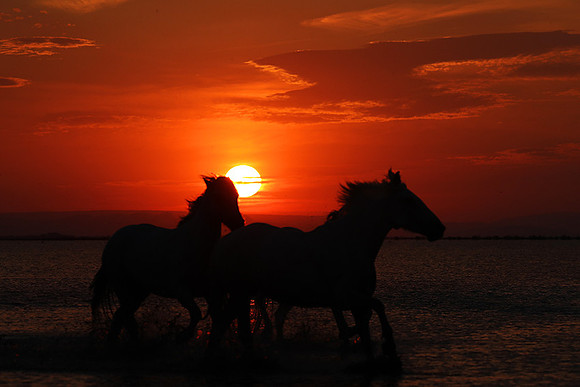 Sunrise - Camargue