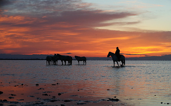 Camargue