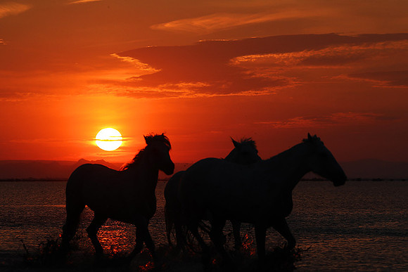 Sunrise - Camargue