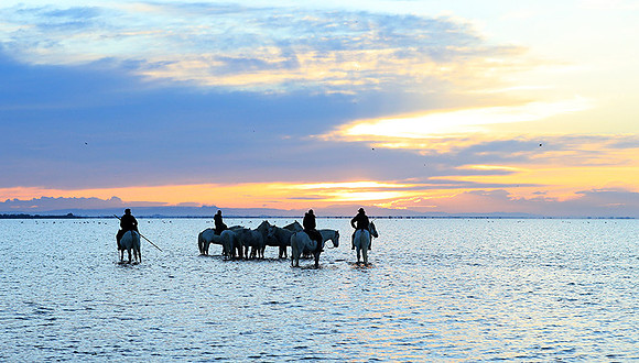 Camargue