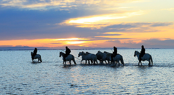 Camargue