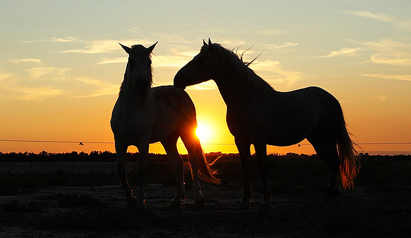 Sunset - Camargue