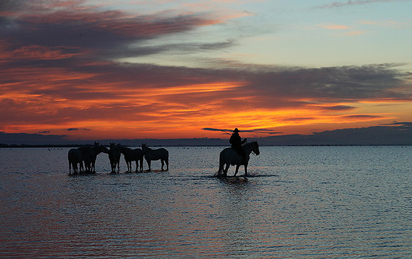 Camargue