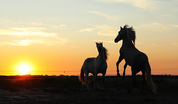 Sunset - Camargue