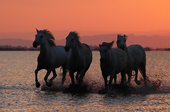 Sunrise - Camargue