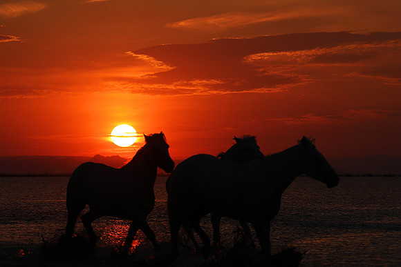 Sunrise - Camargue