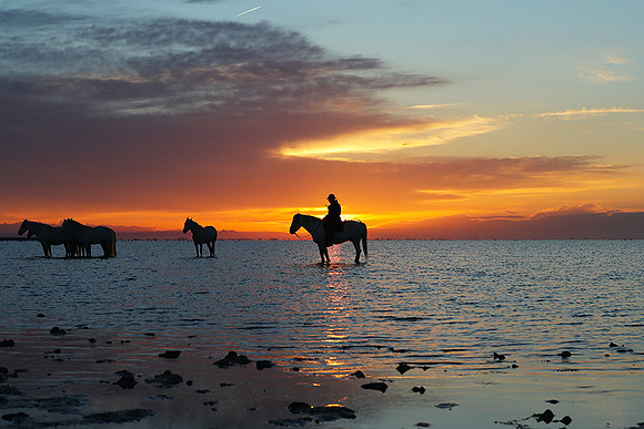 Camargue