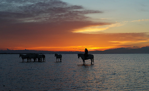 Camargue