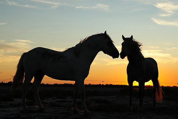 Sunset - Camargue