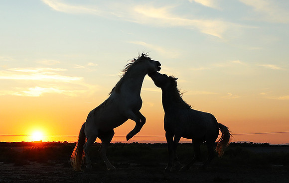 Sunset - Camargue