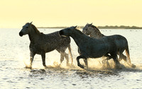 Sunrise - Camargue