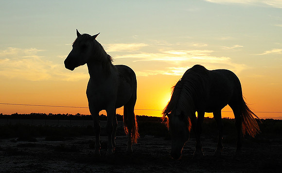 Sunset - Camargue