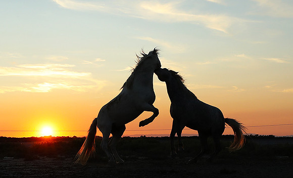 Sunset - Camargue