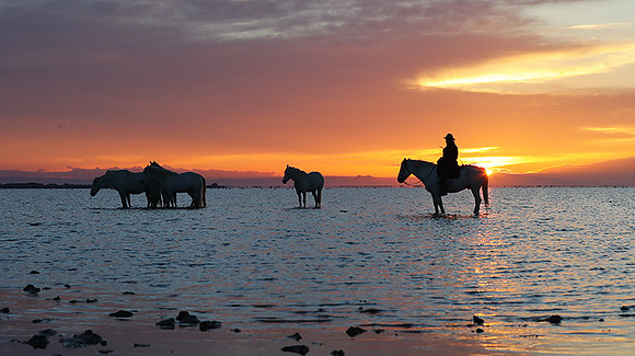 Camargue