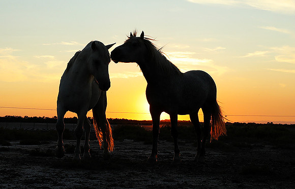 Sunset - Camargue