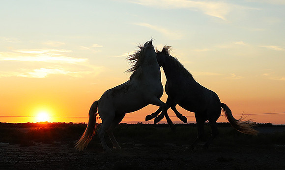 Sunset - Camargue