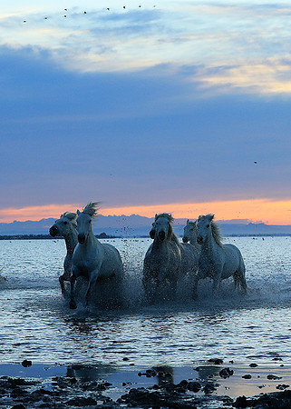 Sunrise - Camargue
