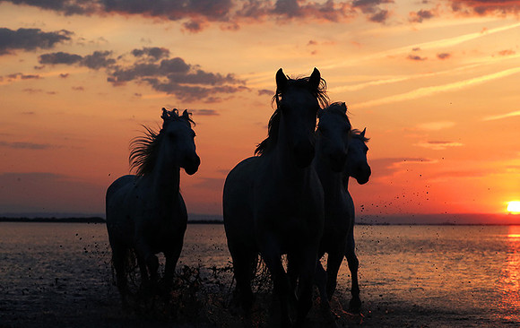 Sunrise - Camargue
