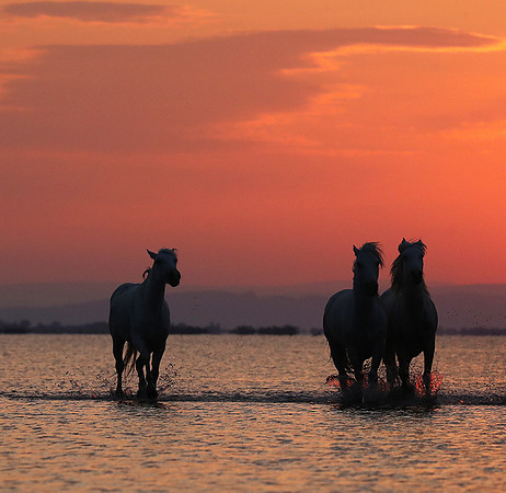 Sunrise - Camargue